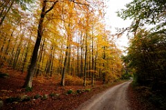 13) 26 Ottobre 2014 - Quando l'autunno incanta ! Drakamöllan Naturreservat